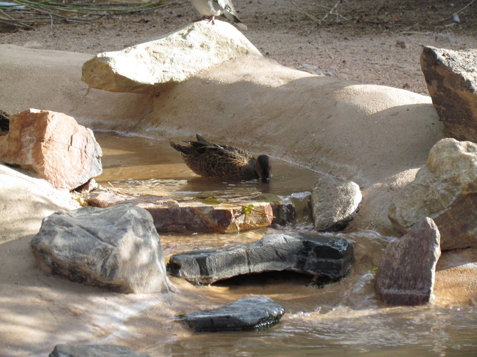 Arizona Trail - Aviary