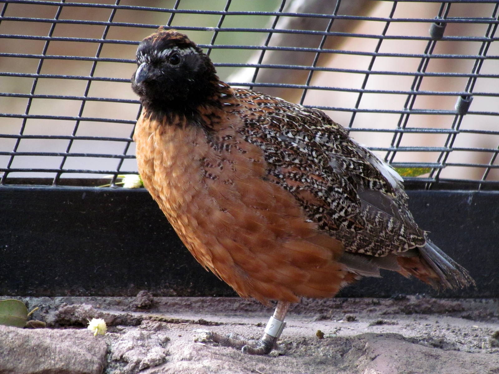 Arizona Trail - Aviary