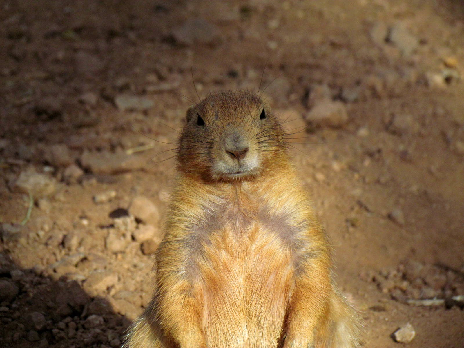 Arizona Trail - Aviary