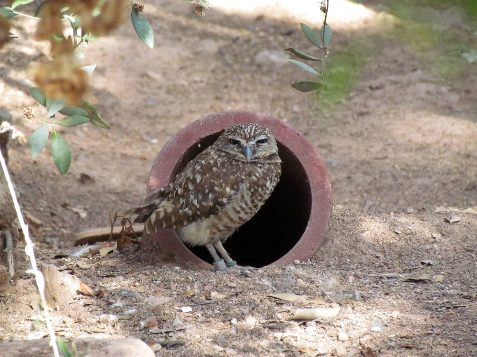 Arizona Trail - Aviary