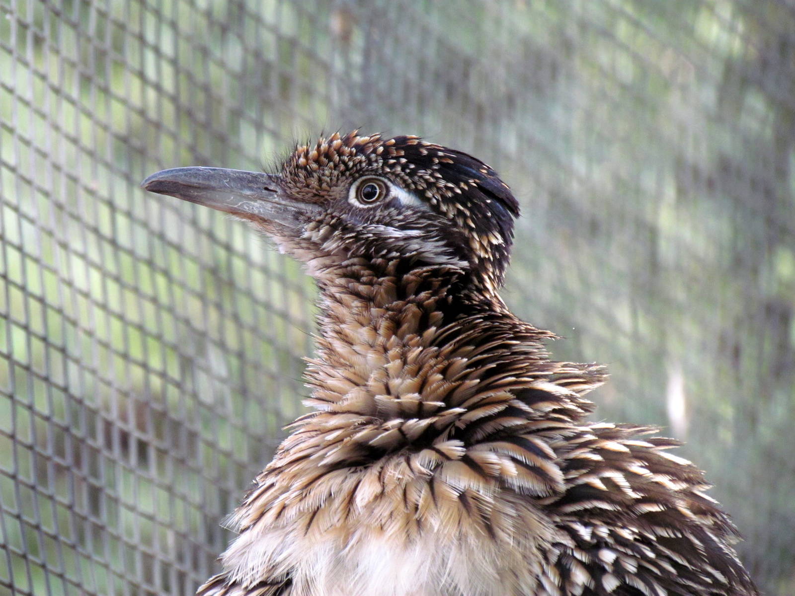 Arizona Trail - Aviary