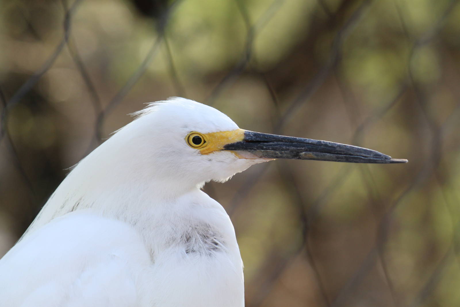 Arizona Trail - Aviary