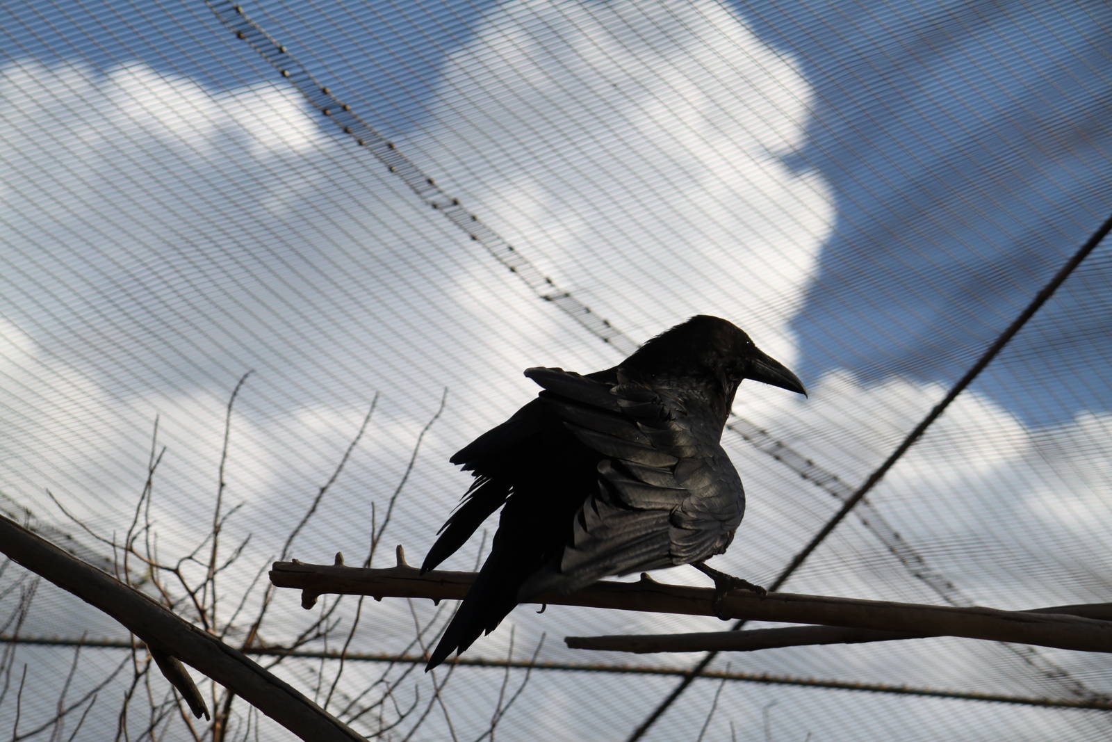 Arizona Trail - Aviary
