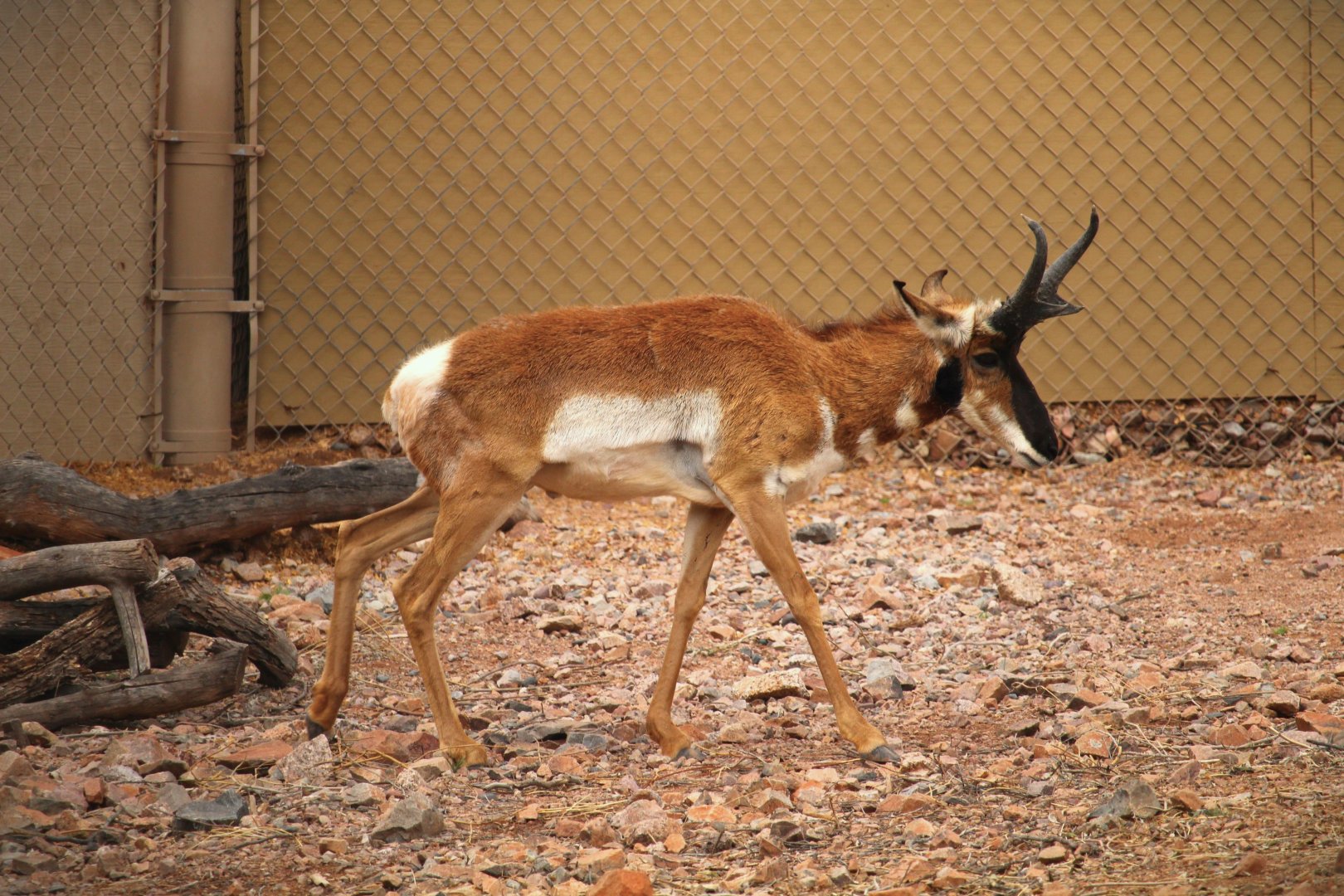 Arizona Trail - Baja California Pronghorn