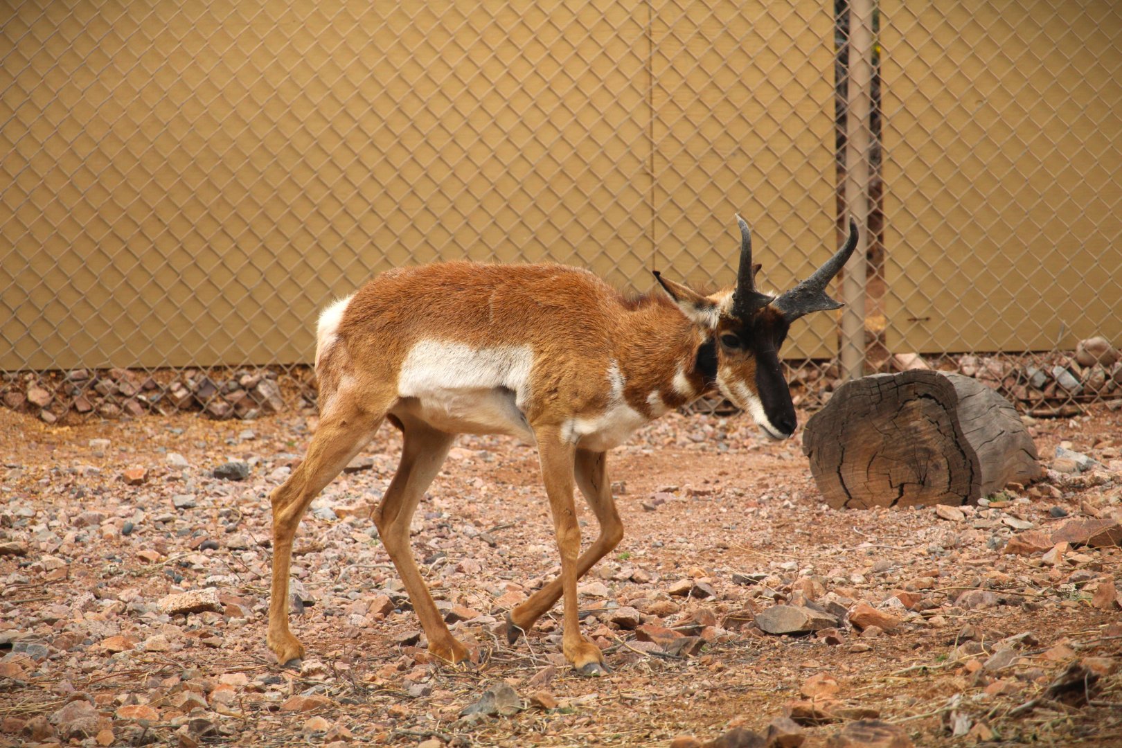 Arizona Trail - Baja California Pronghorn
