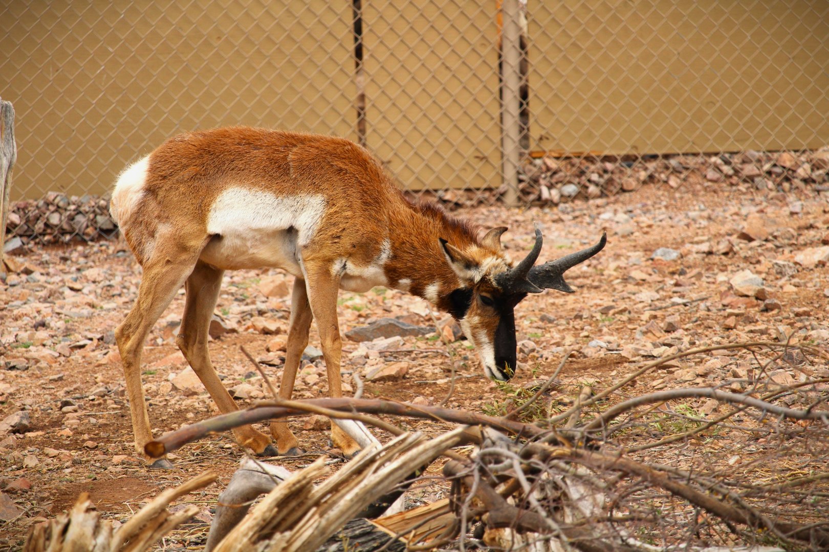 Arizona Trail - Baja California Pronghorn