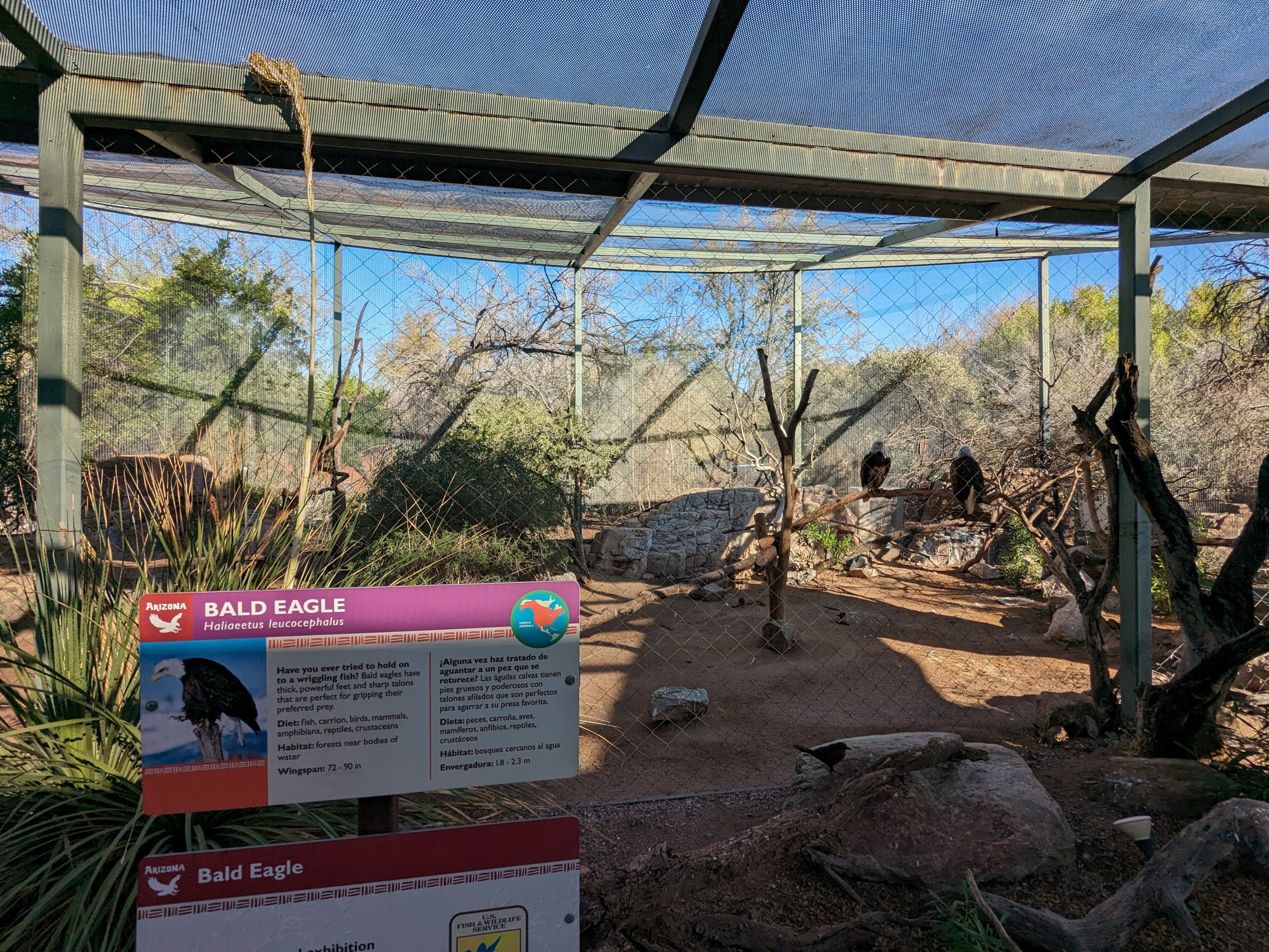 Arizona Trail - Bald Eagle (former golden eagle)