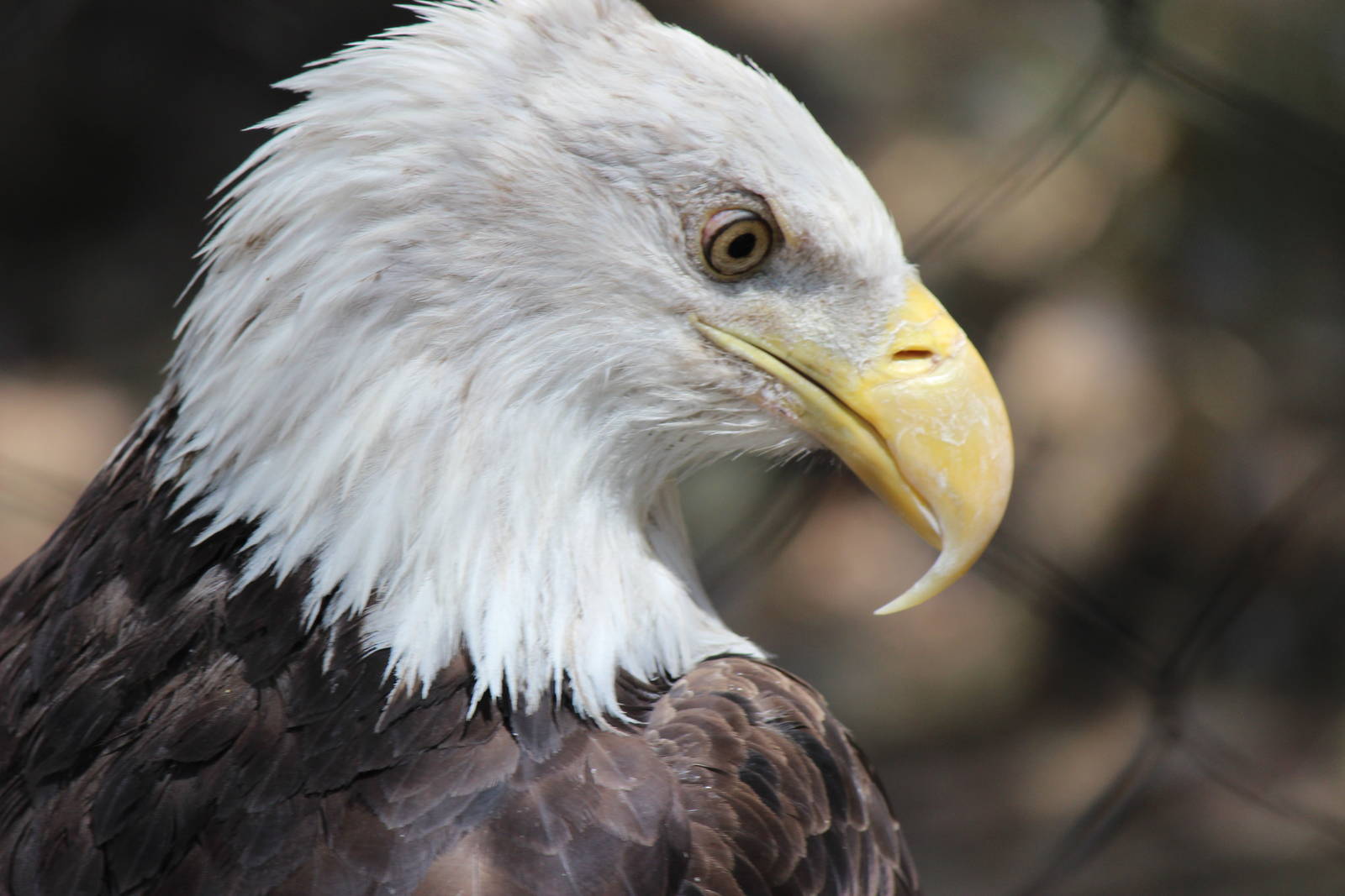 Arizona Trail - Bald Eagle
