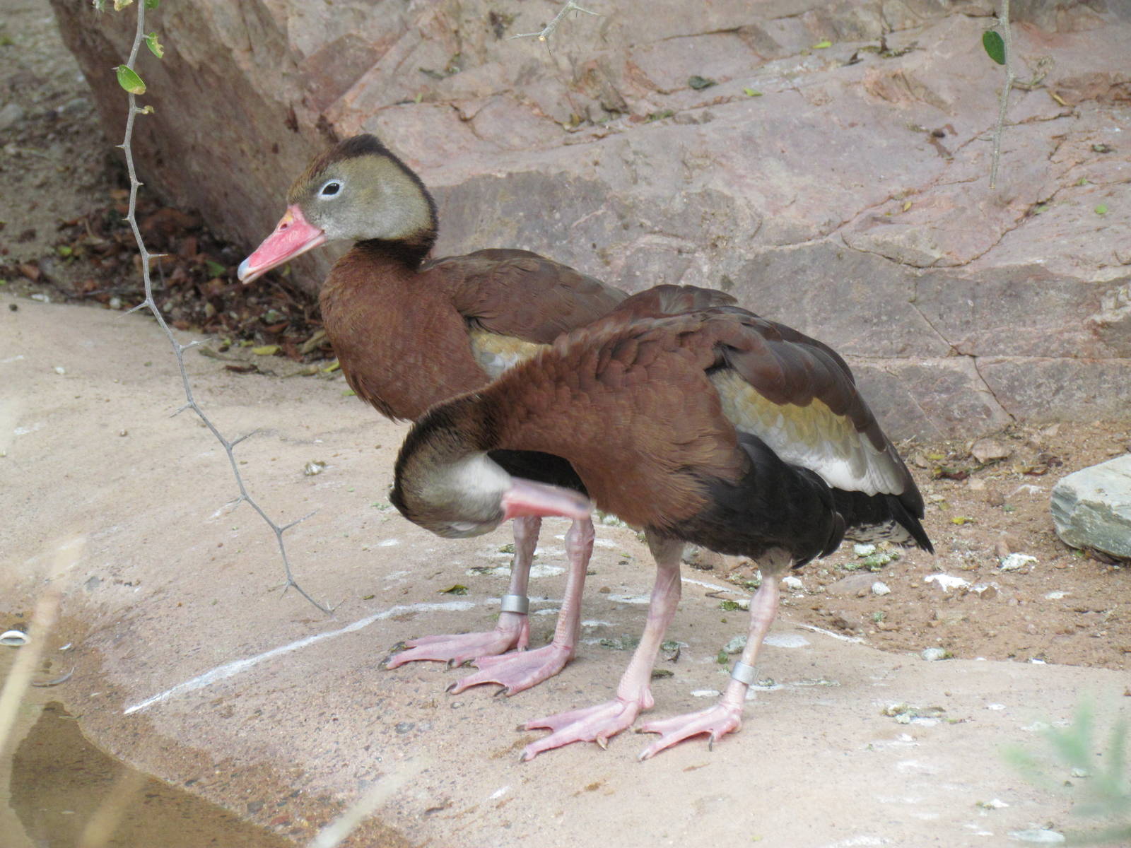 Arizona Trail - Black-bellied Whistling Duck