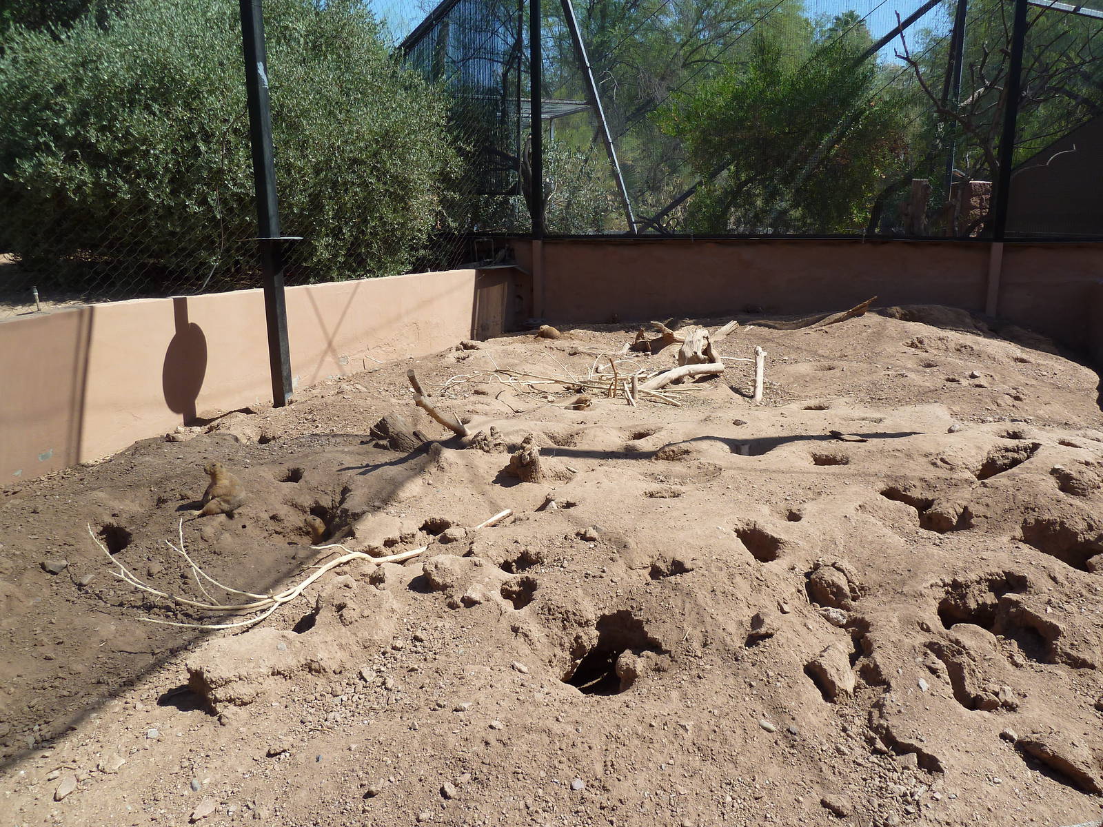 Arizona Trail - Black-Tailed Prairie Dog Exhibit