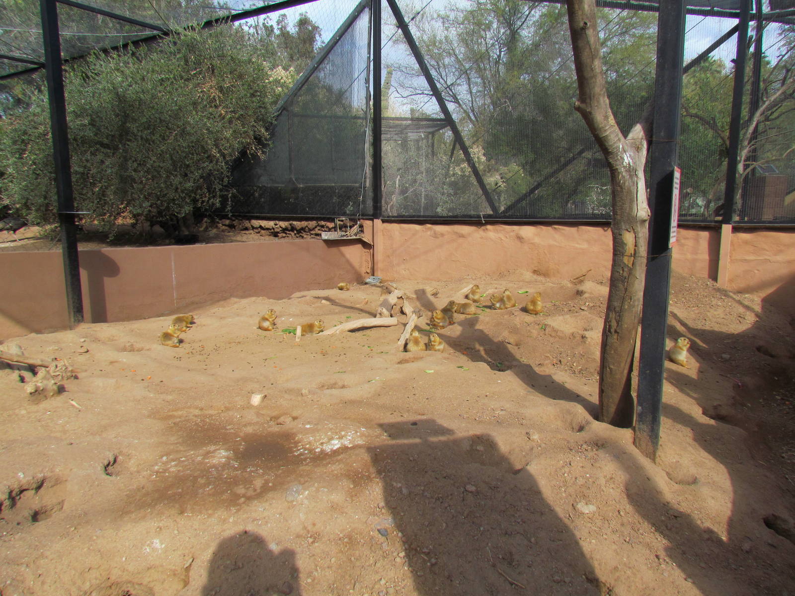 Arizona Trail - Black-tailed Prairie Dog Exhibit