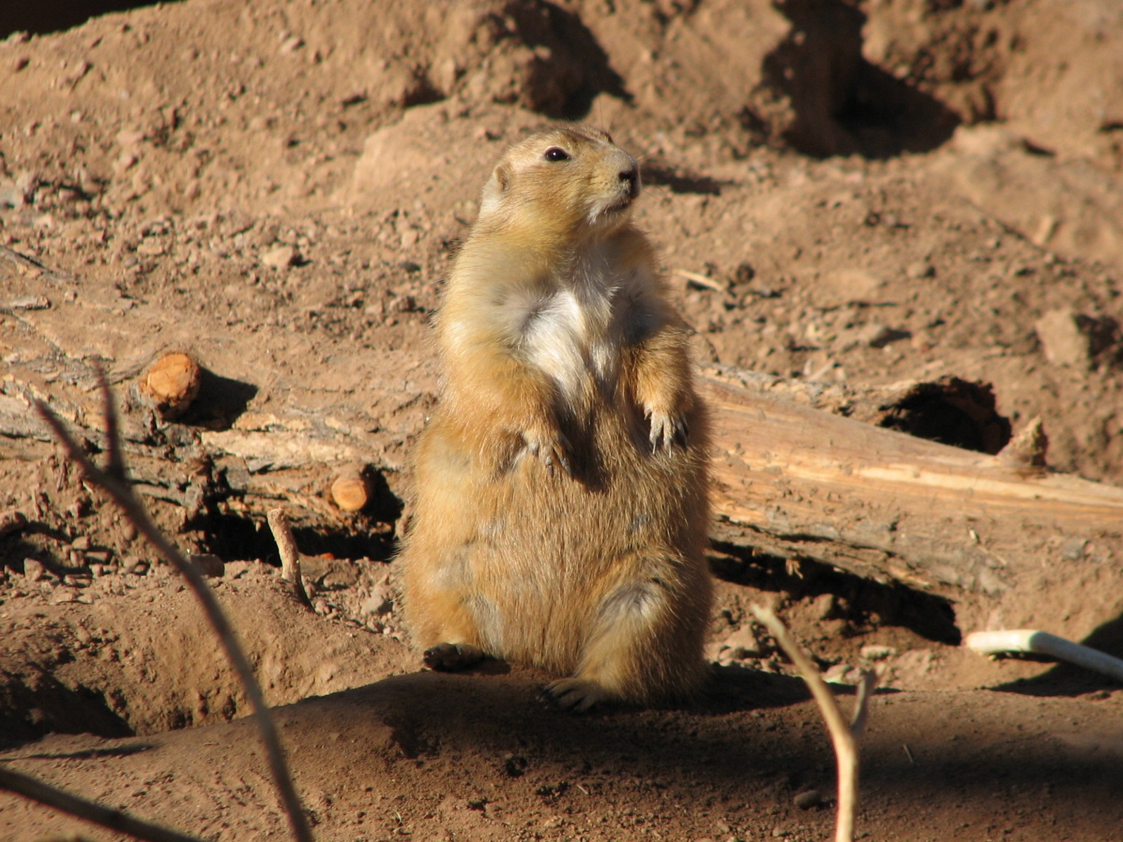 Arizona Trail - Black-tailed Prairie Dog