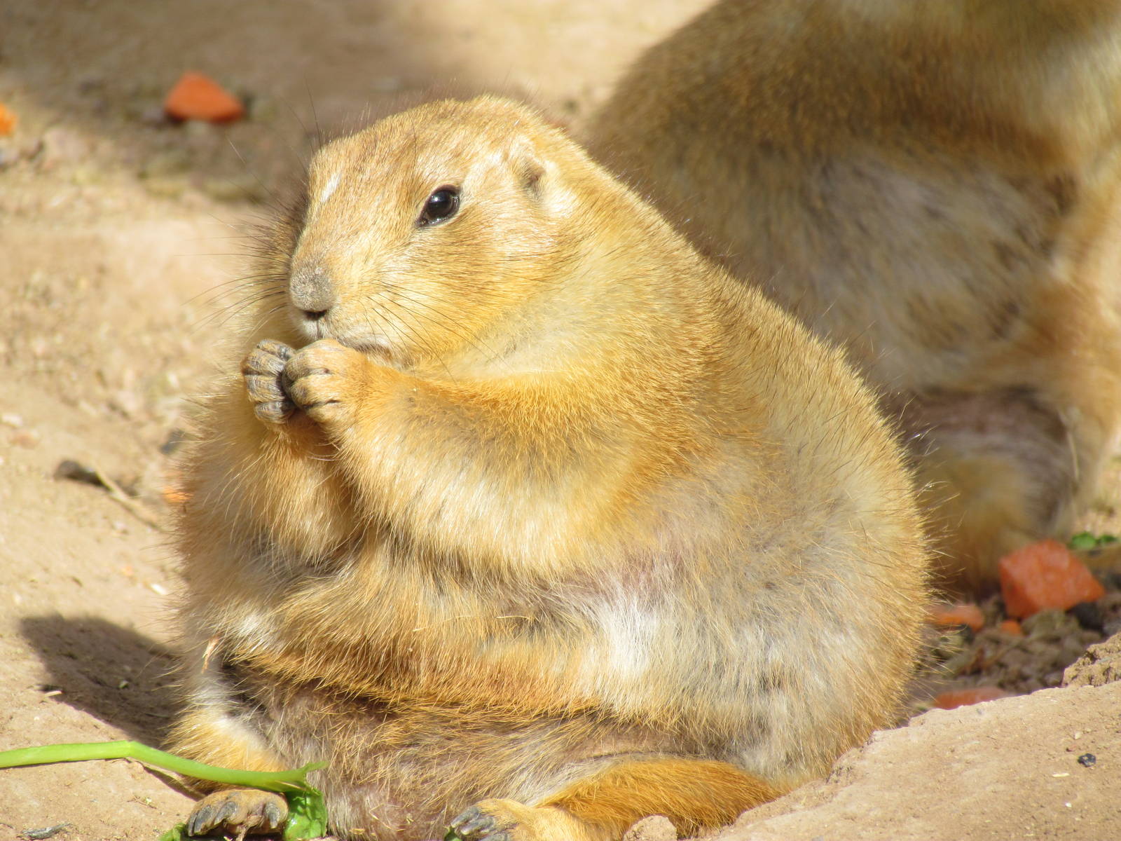 Arizona Trail - Black-tailed Prairie Dog