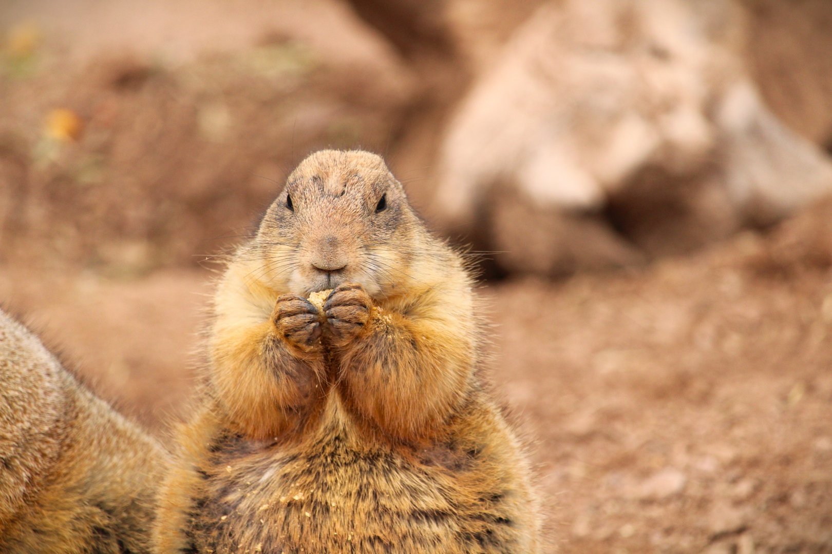 Arizona Trail - Black-tailed Prairie Dog