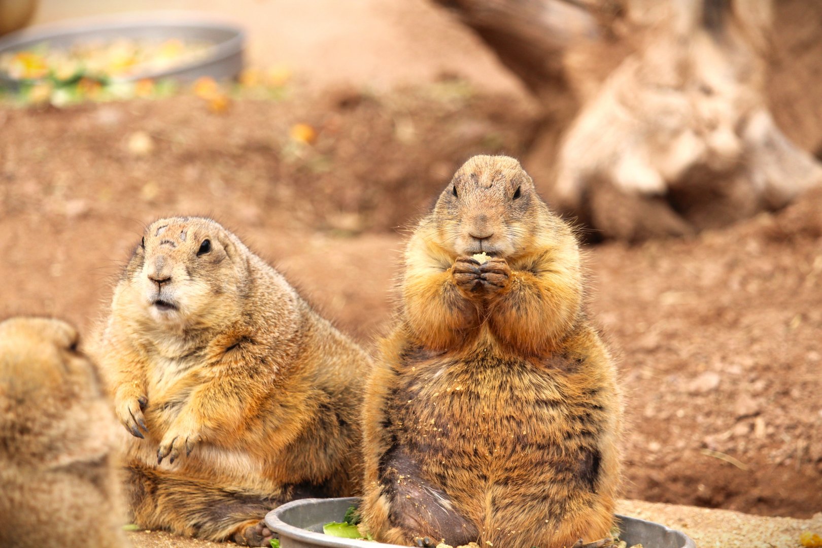 Arizona Trail - Black-tailed Prairie Dogs