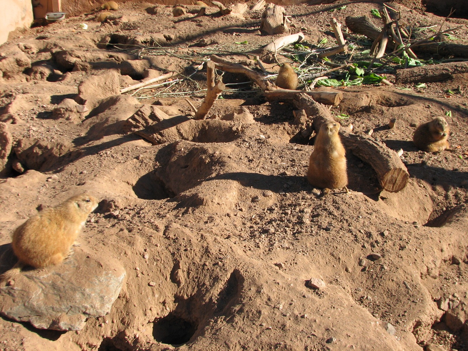 Arizona Trail - Black-tailed Prarie Dog Exhibit in Walk-through Aviary