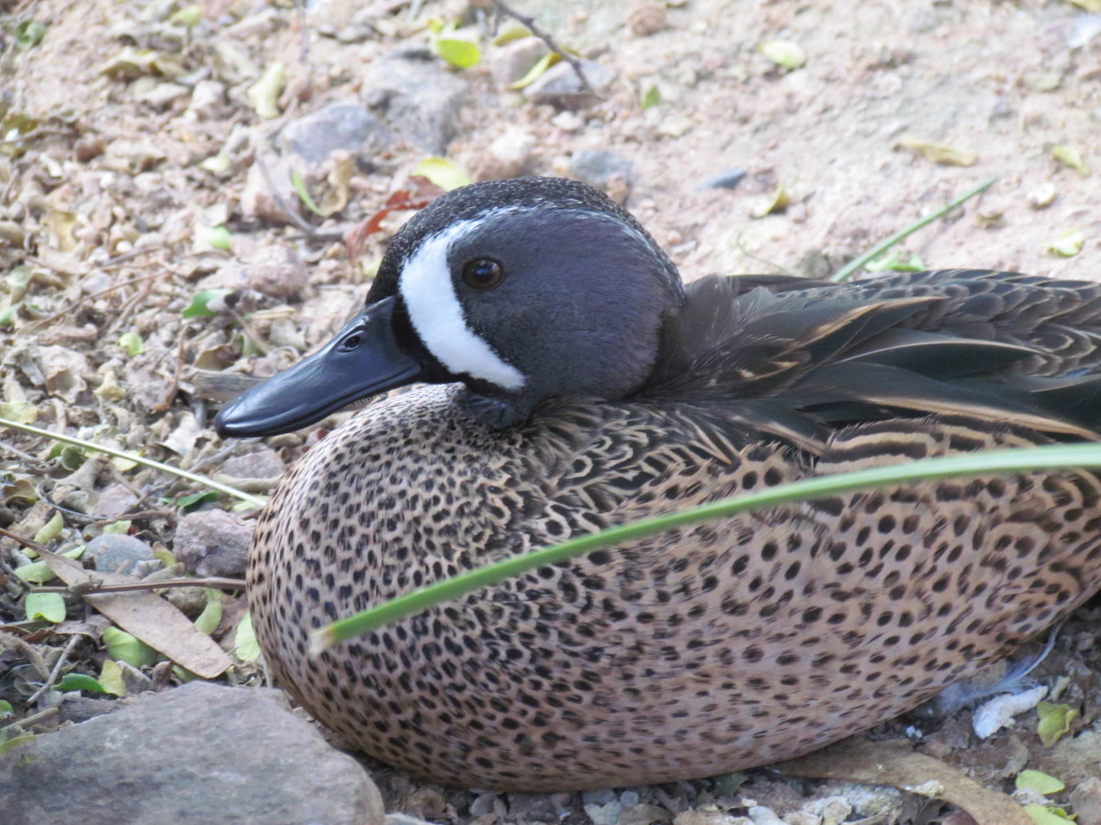 Arizona Trail - Blue-winged Teal