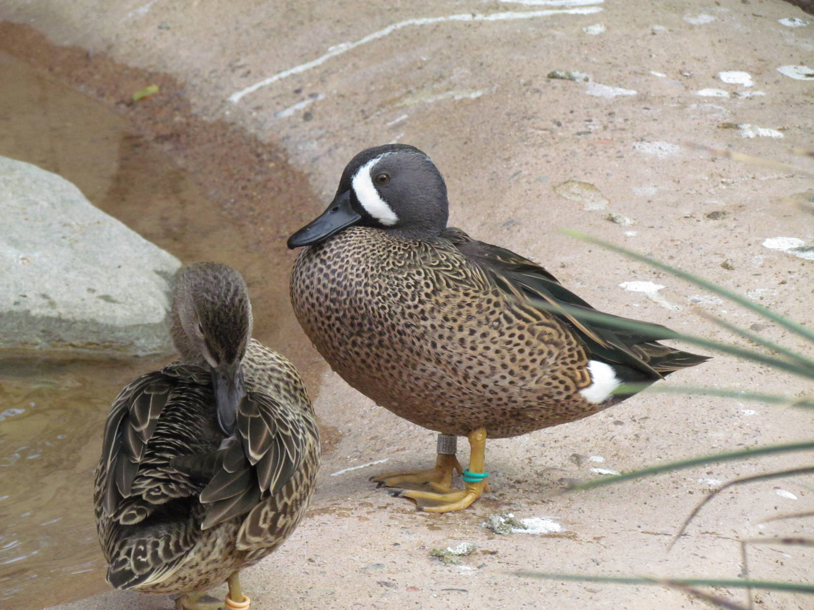 Arizona Trail - Blue-winged Teal