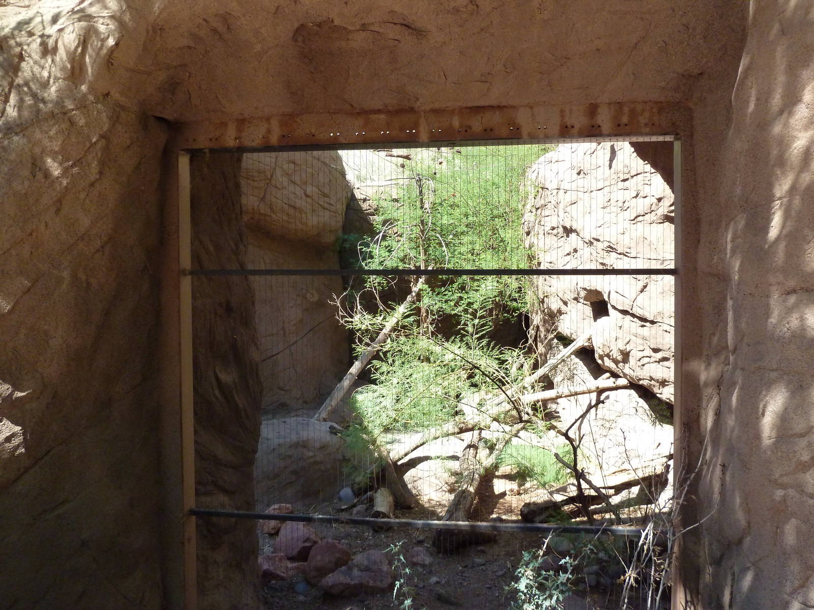 Arizona Trail - Bobcat Exhibit