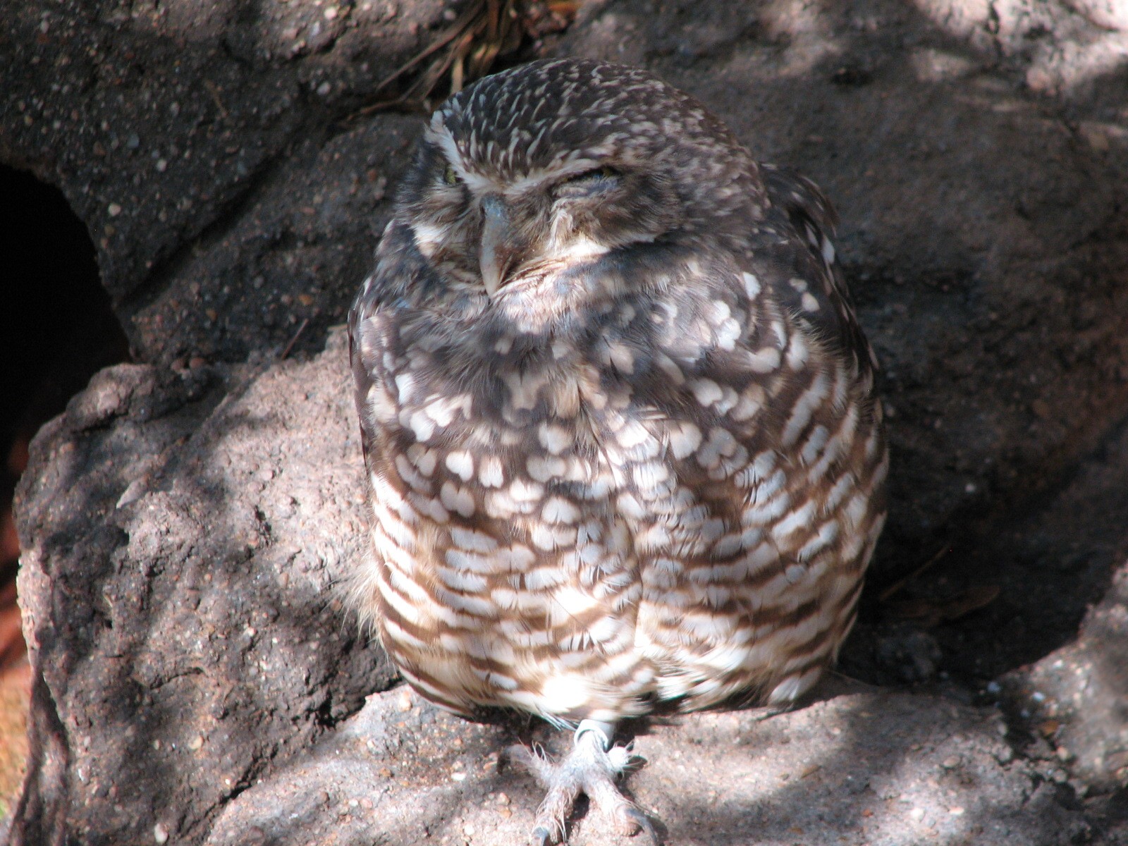Arizona Trail - Burrowing Owl