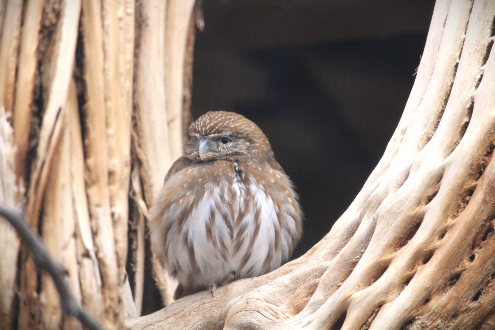 Arizona Trail - Cactus Ferruginous Pygmy-Owl