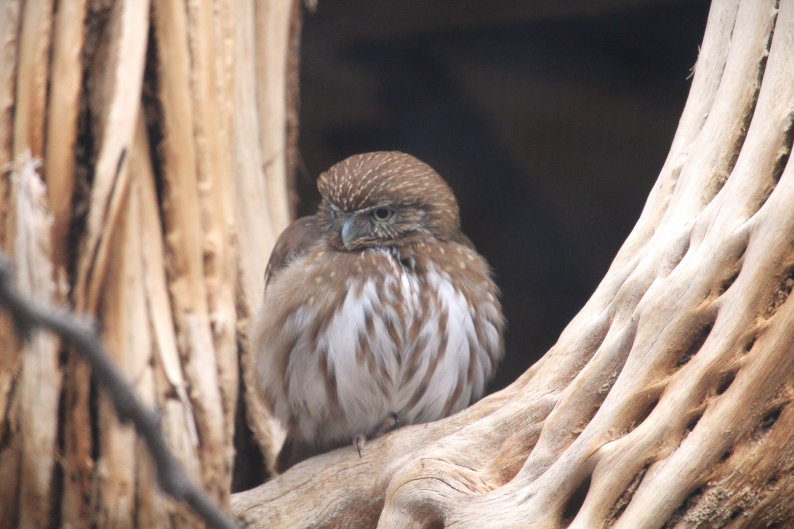 Arizona Trail - Cactus Ferruginous Pygmy-Owl
