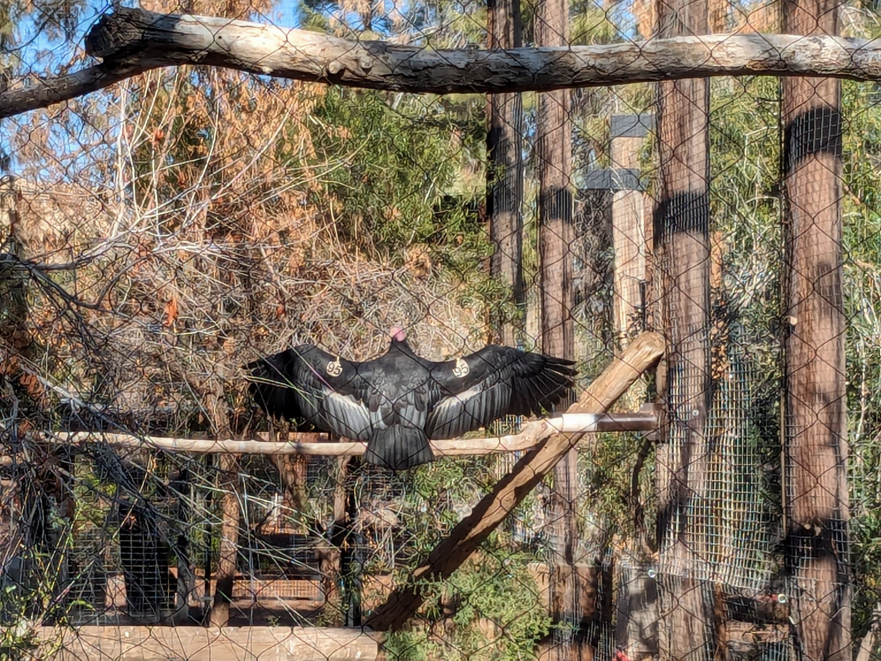 Arizona Trail - California condor