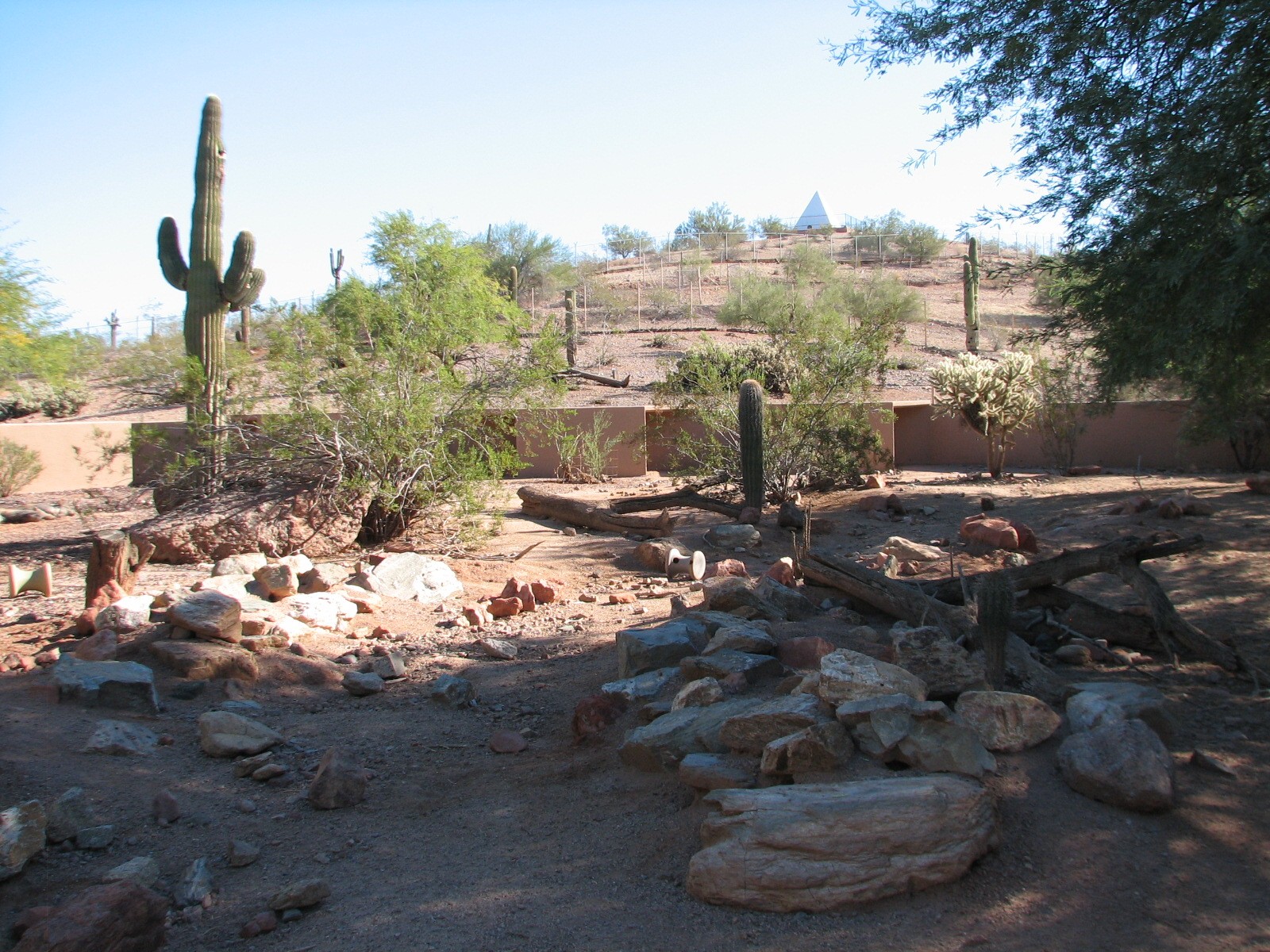 Arizona Trail - Collared Peccary Exhibit