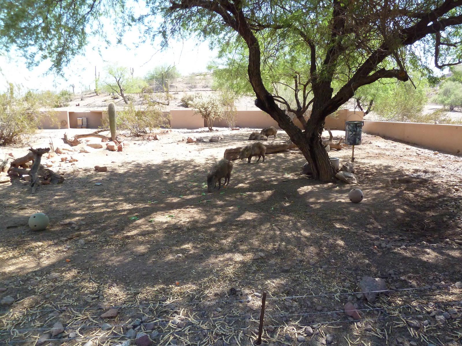 Arizona Trail - Collared Peccary Exhibit