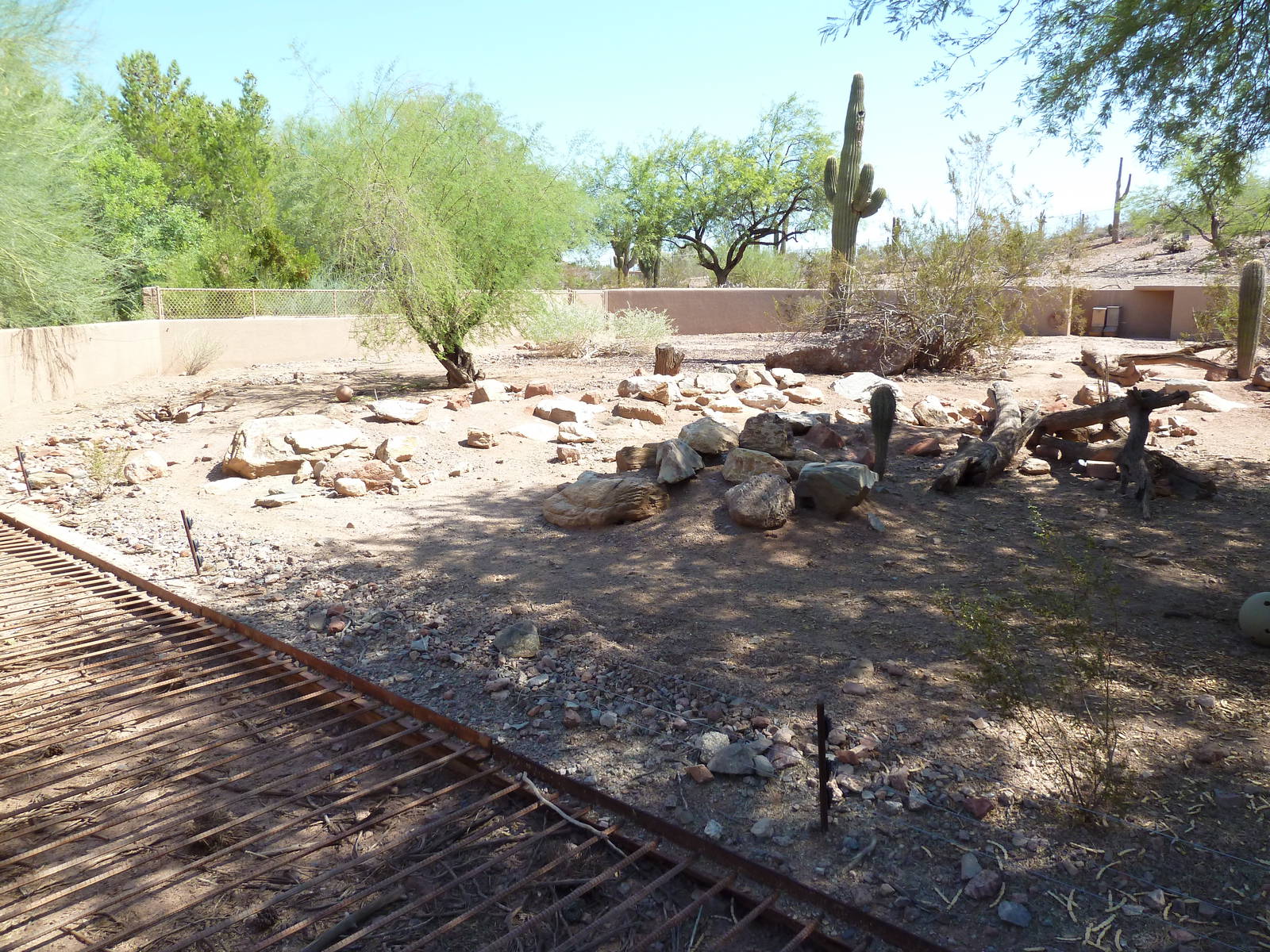 Arizona Trail - Collared Peccary Exhibit
