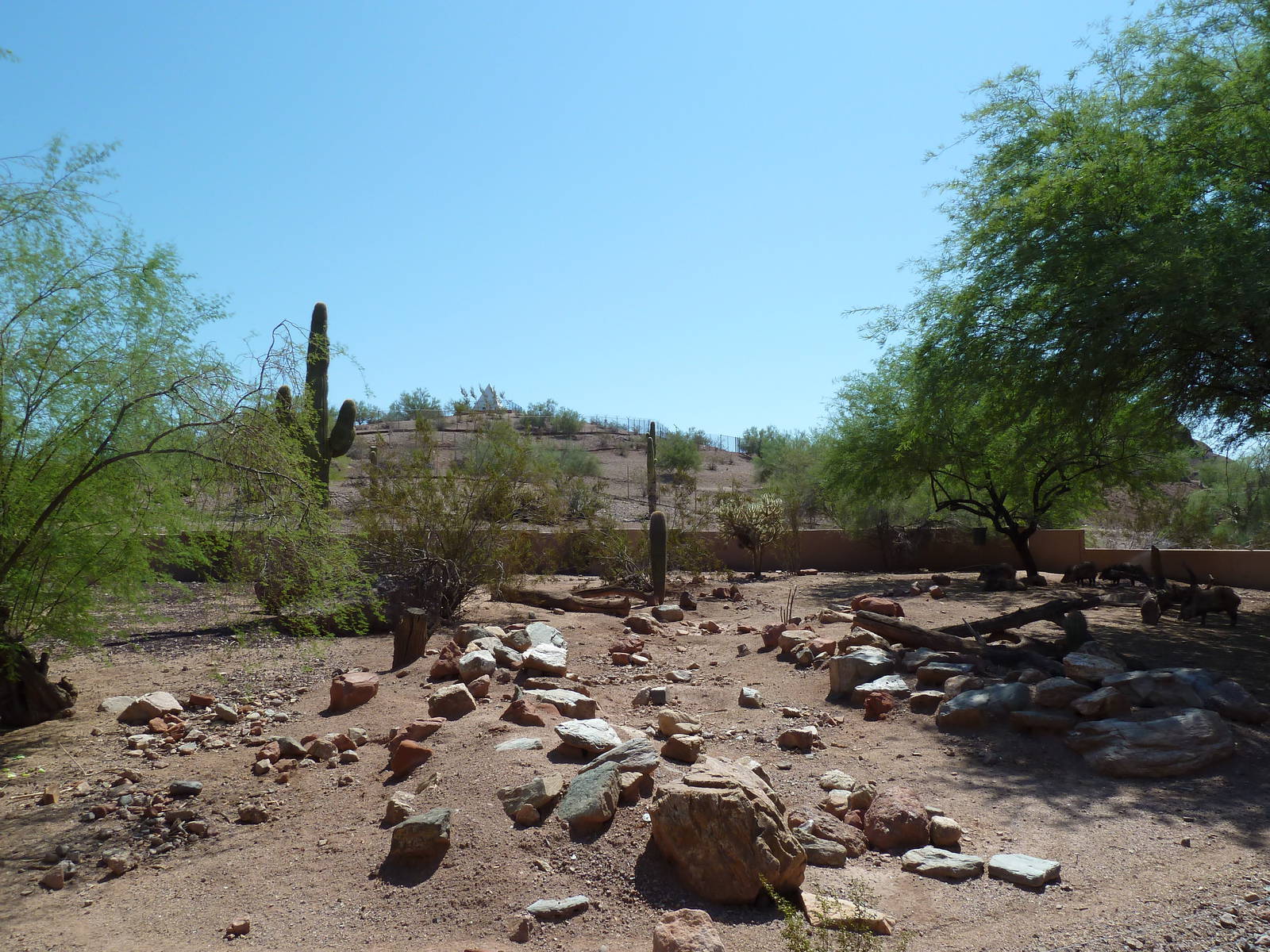 Arizona Trail - Collared Peccary Exhibit