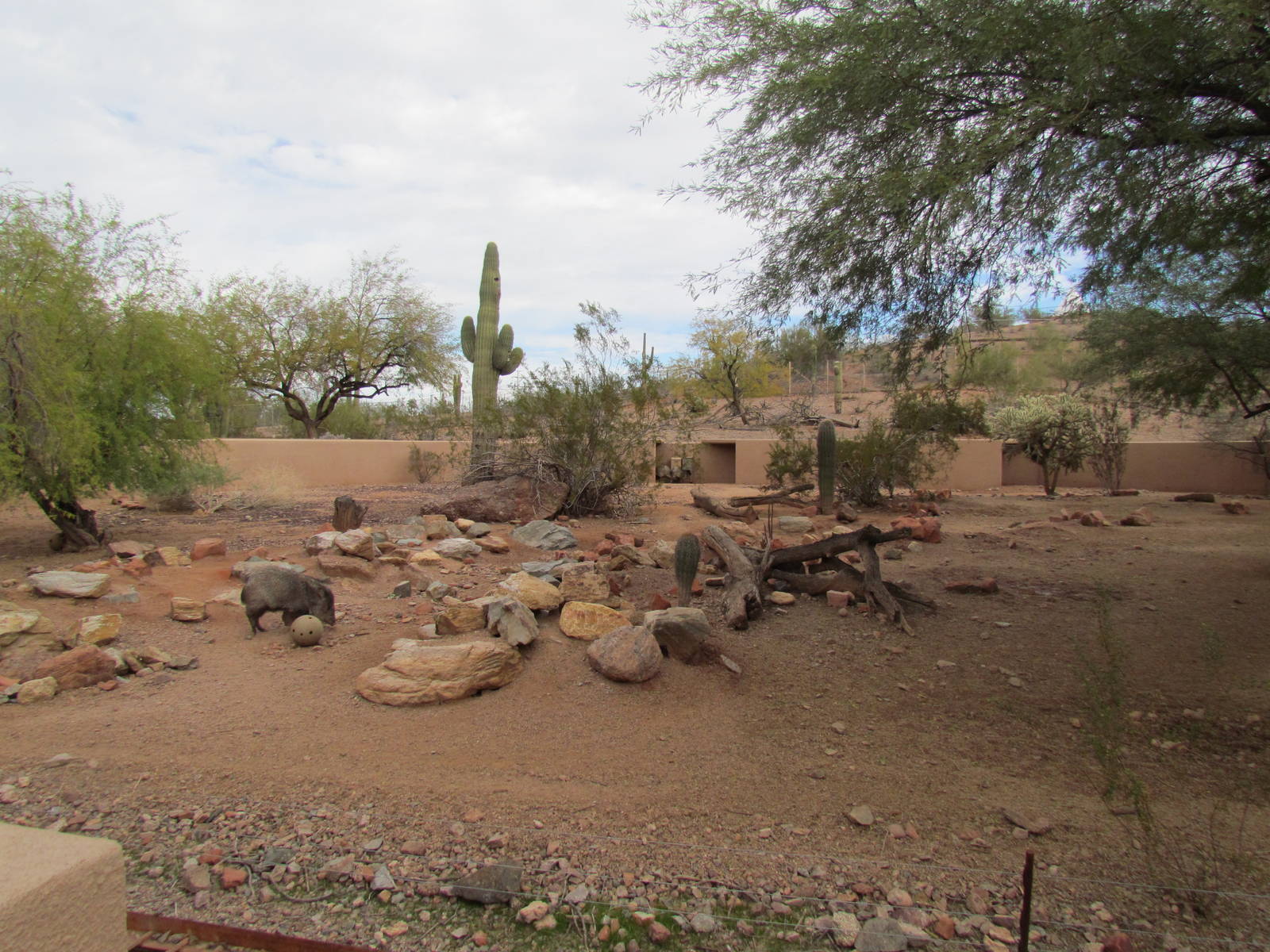 Arizona Trail - Collared Peccary Exhibit
