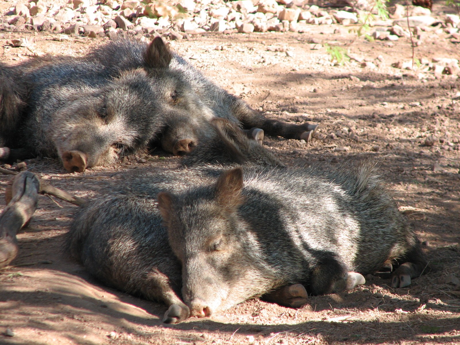 Arizona Trail - Collared Peccary