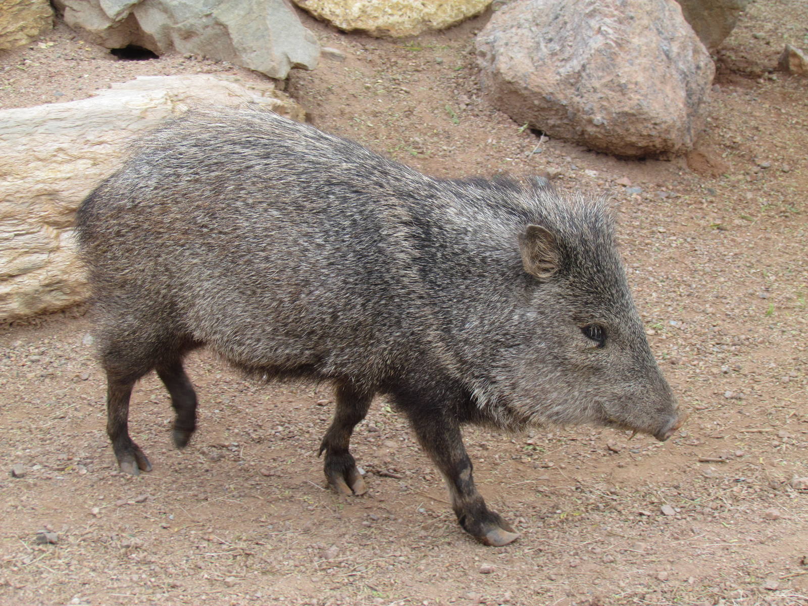 Arizona Trail - Collared Peccary