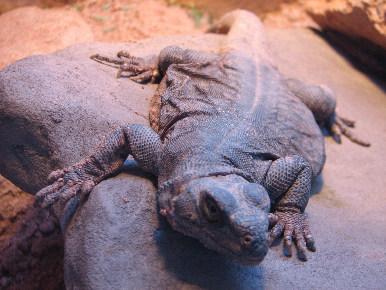 Arizona Trail - Common Chuckwalla