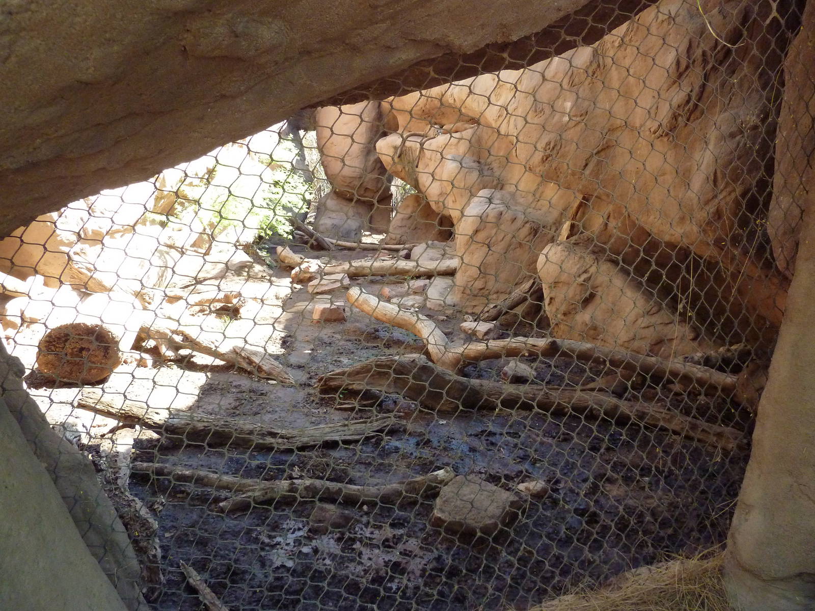 Arizona Trail - Cougar Exhibit