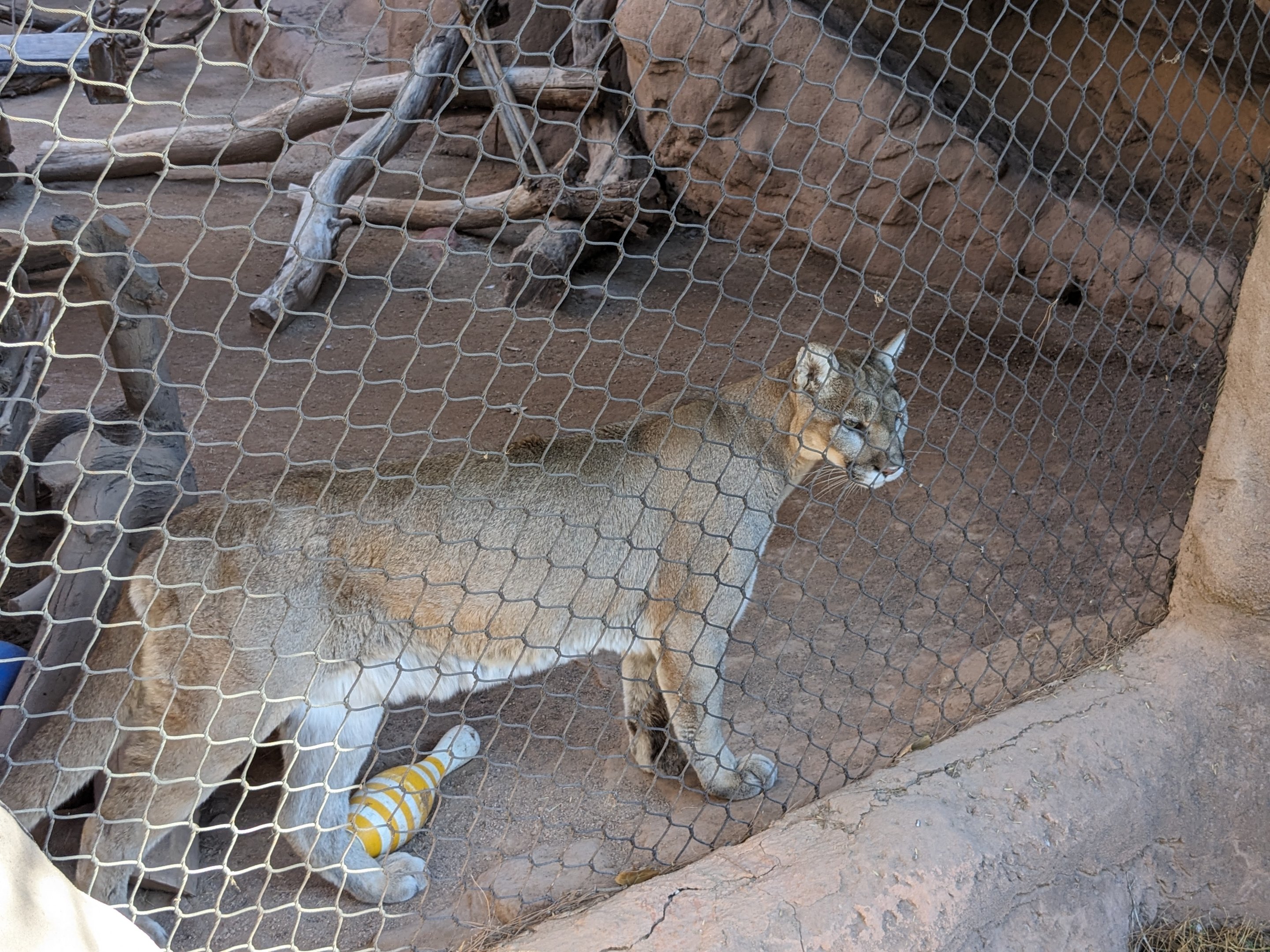 Arizona Trail - Cougar