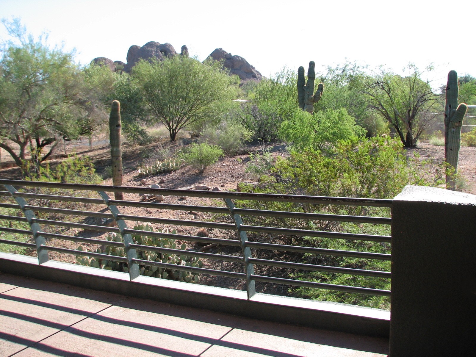 Arizona Trail - Coyote Exhibit