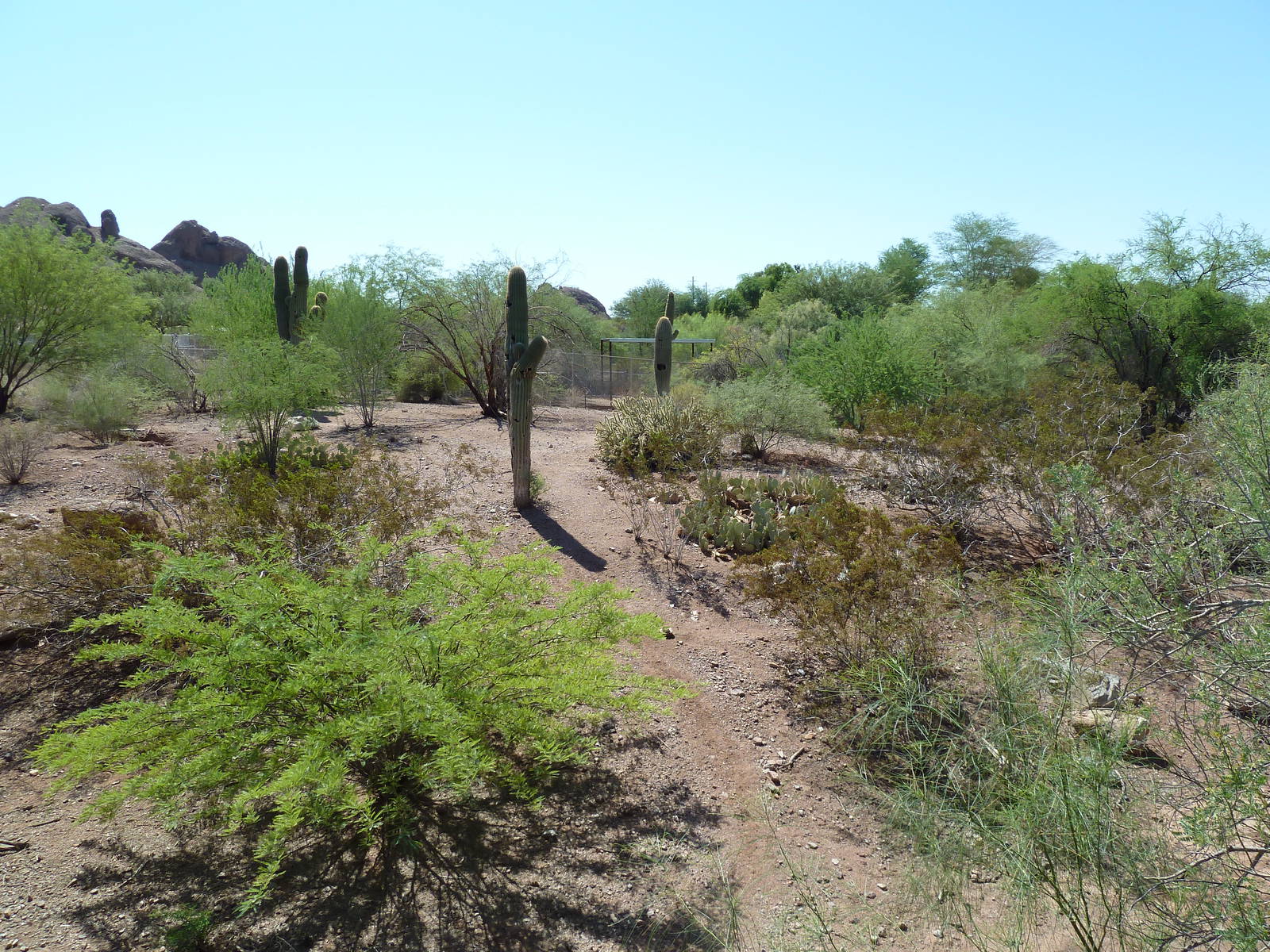 Arizona Trail - Coyote Exhibit