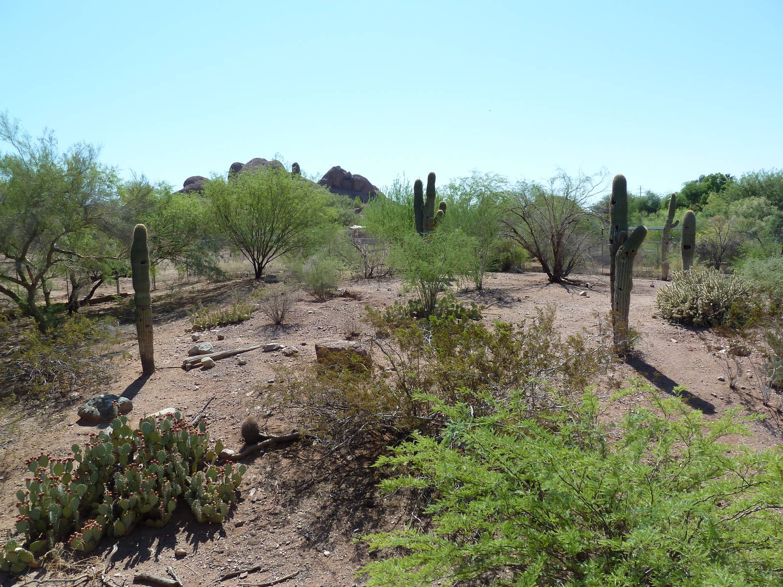 Arizona Trail - Coyote Exhibit