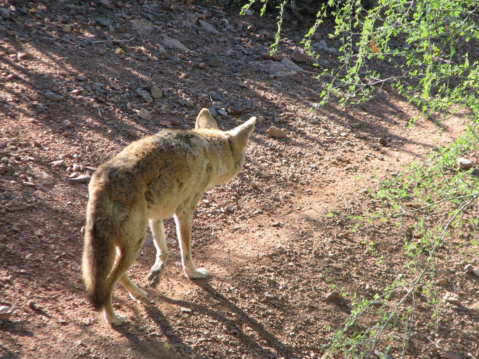 Arizona Trail - Coyote