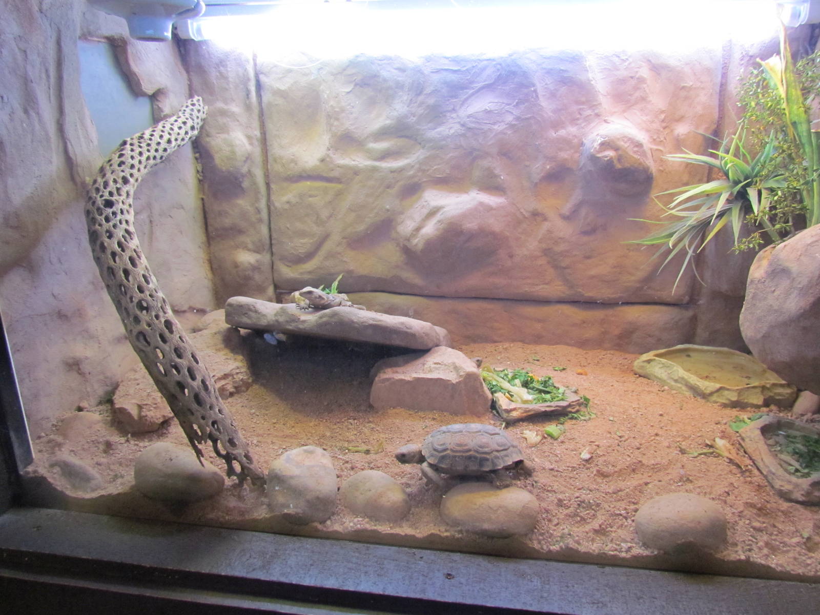 Arizona Trail - Desert Box Turtle Exhibit