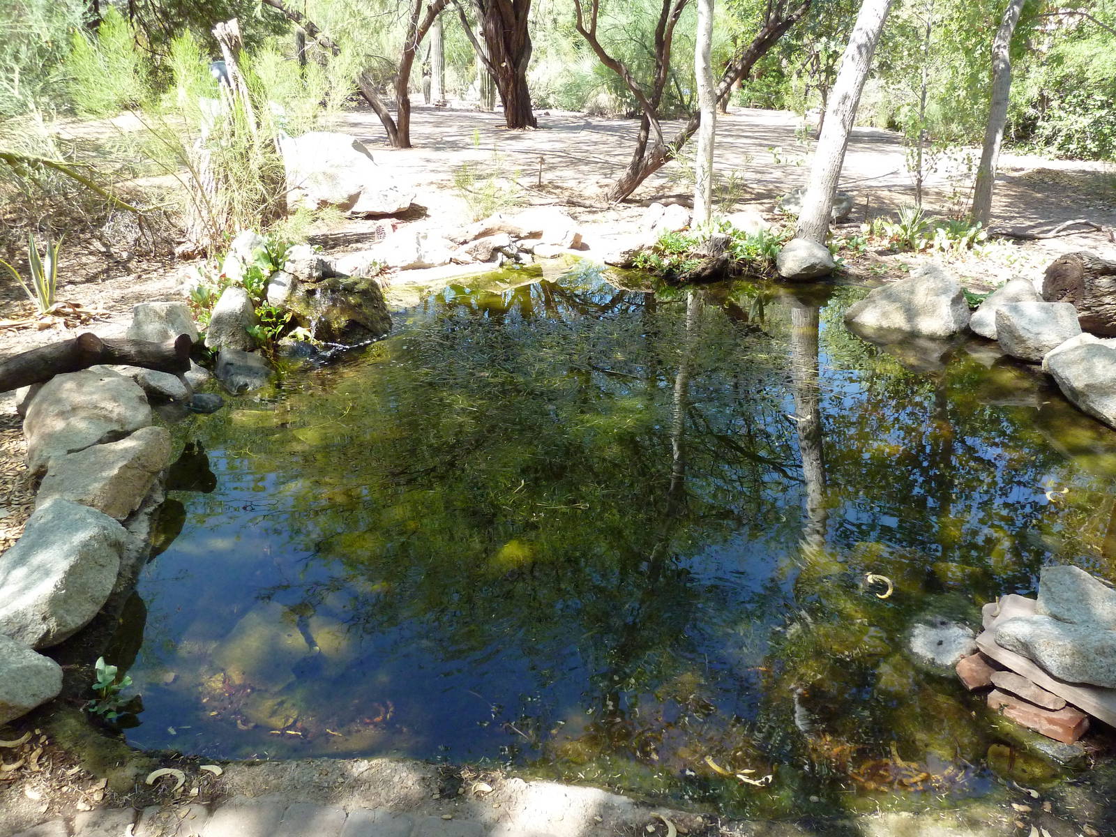 Arizona Trail - Desert Pupfish Pool