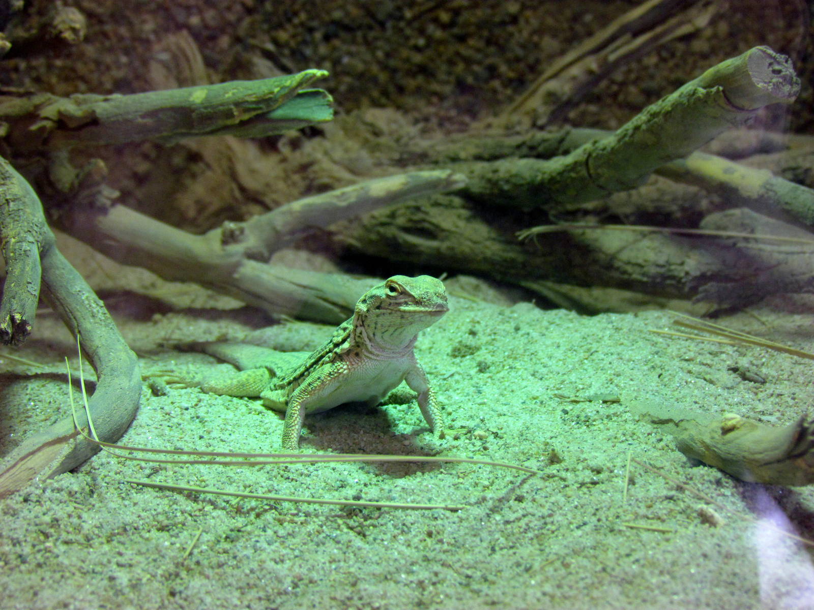 Arizona Trail - Deserts of the World