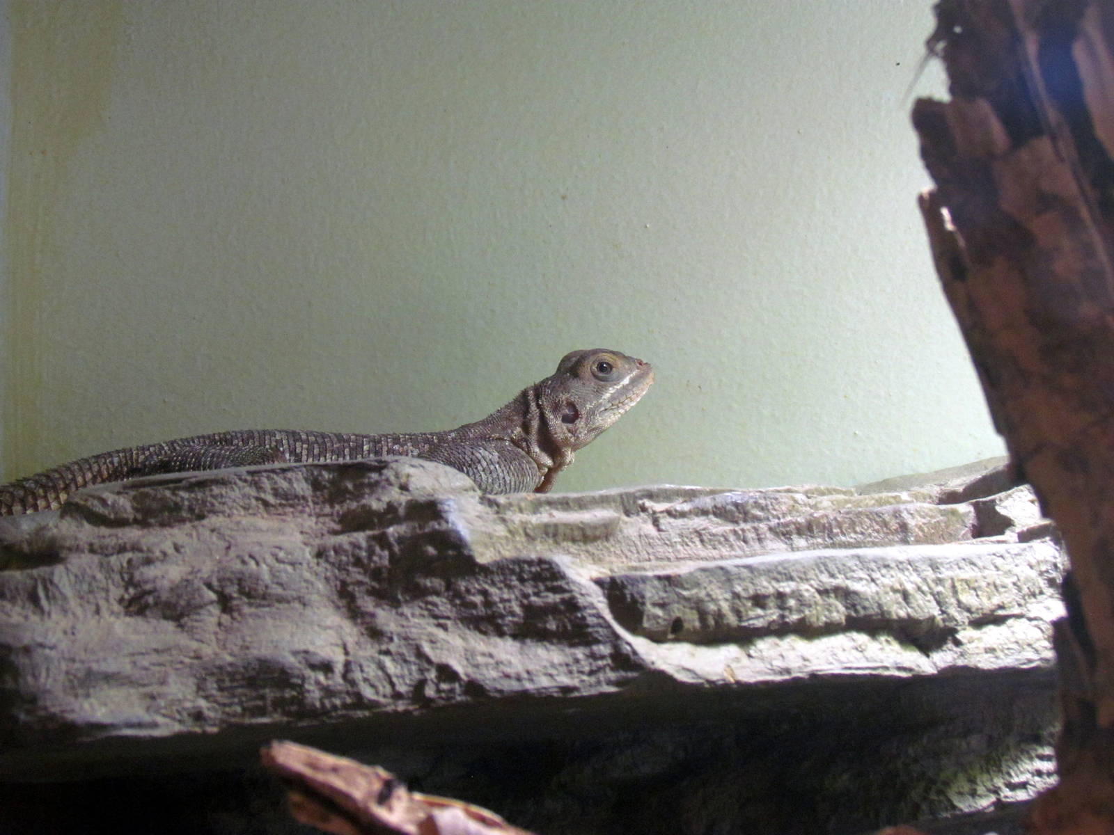 Arizona Trail - Deserts of the World