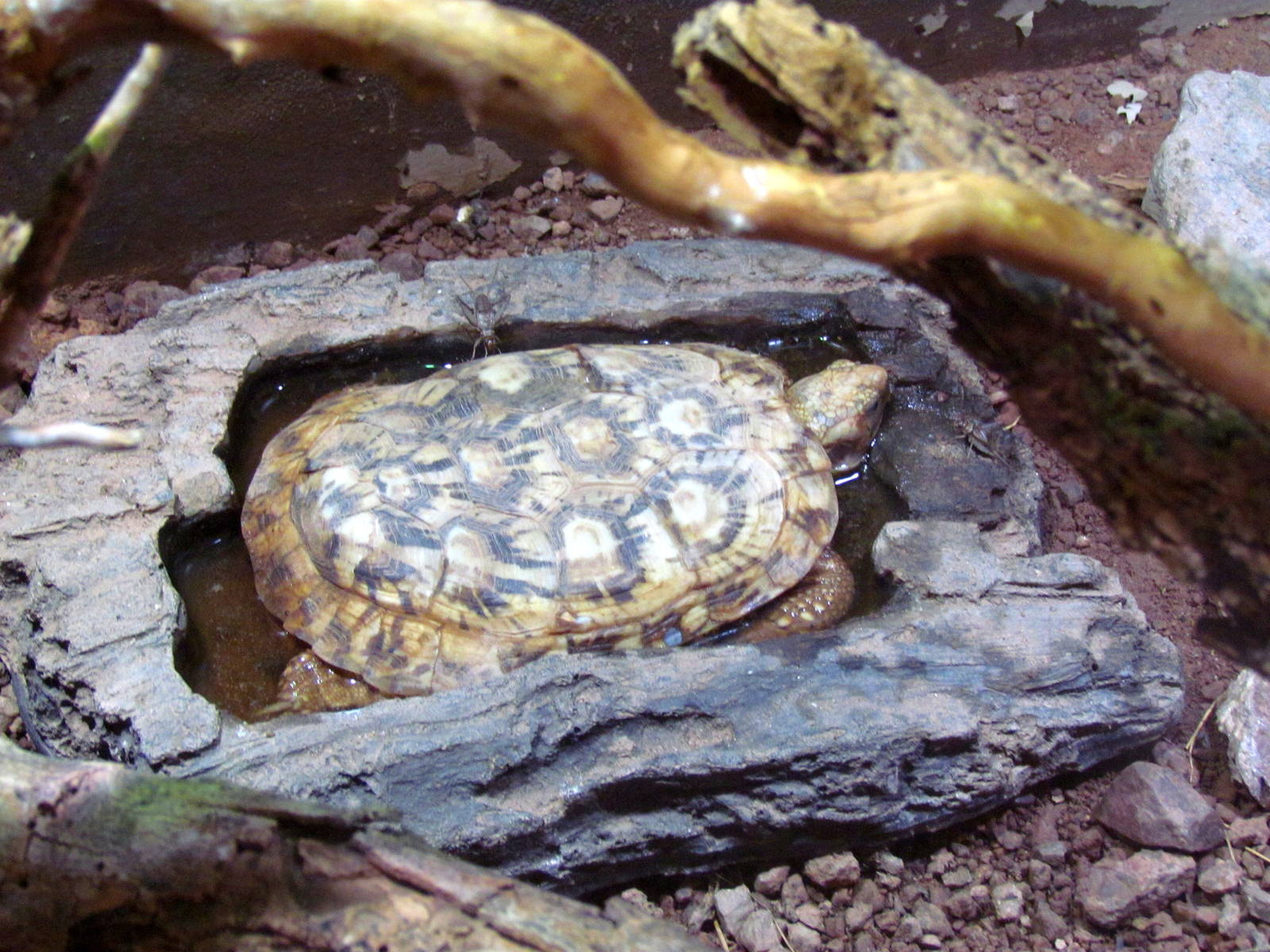 Arizona Trail - Deserts of the World