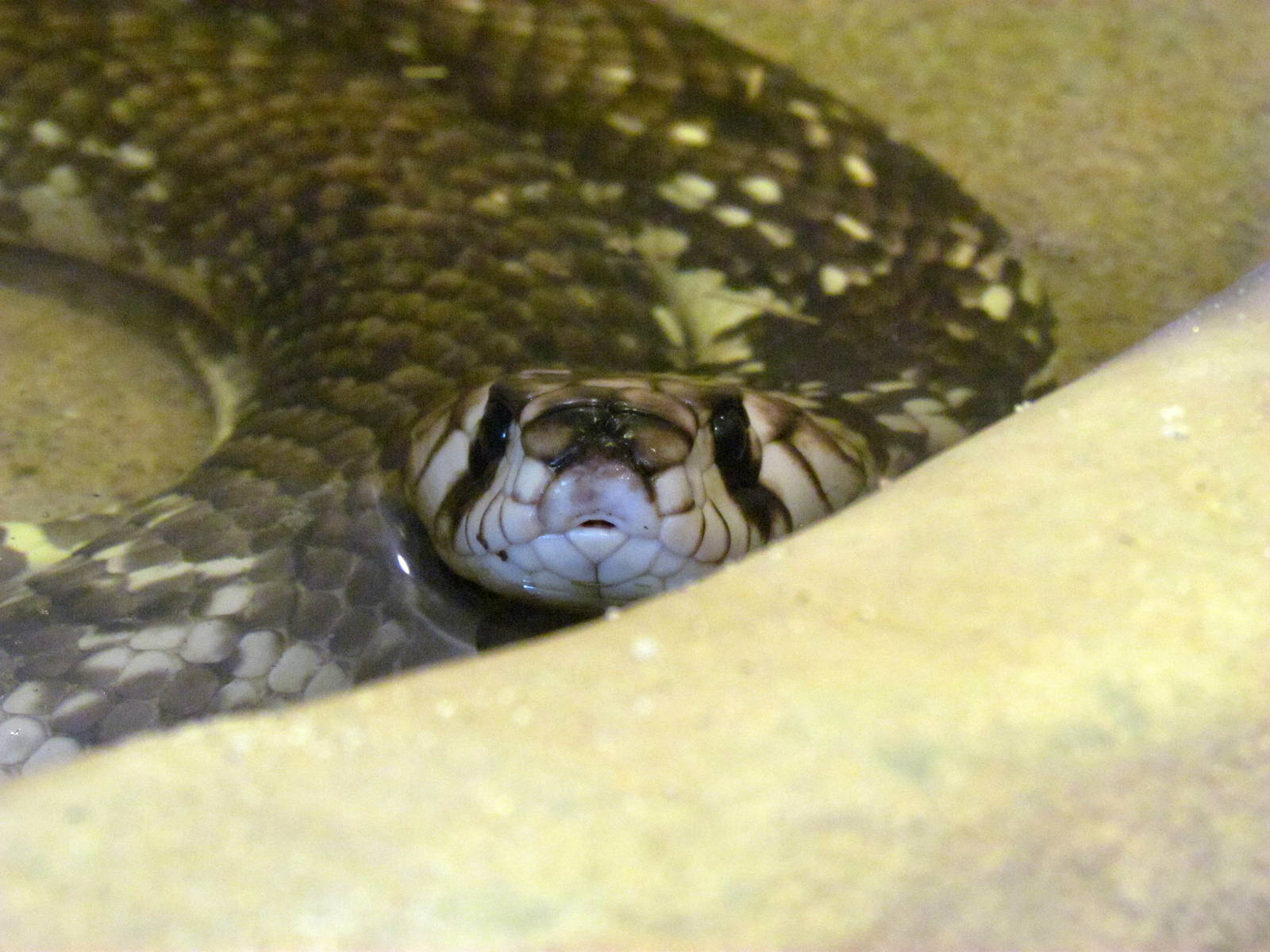 Arizona Trail - Deserts of the World