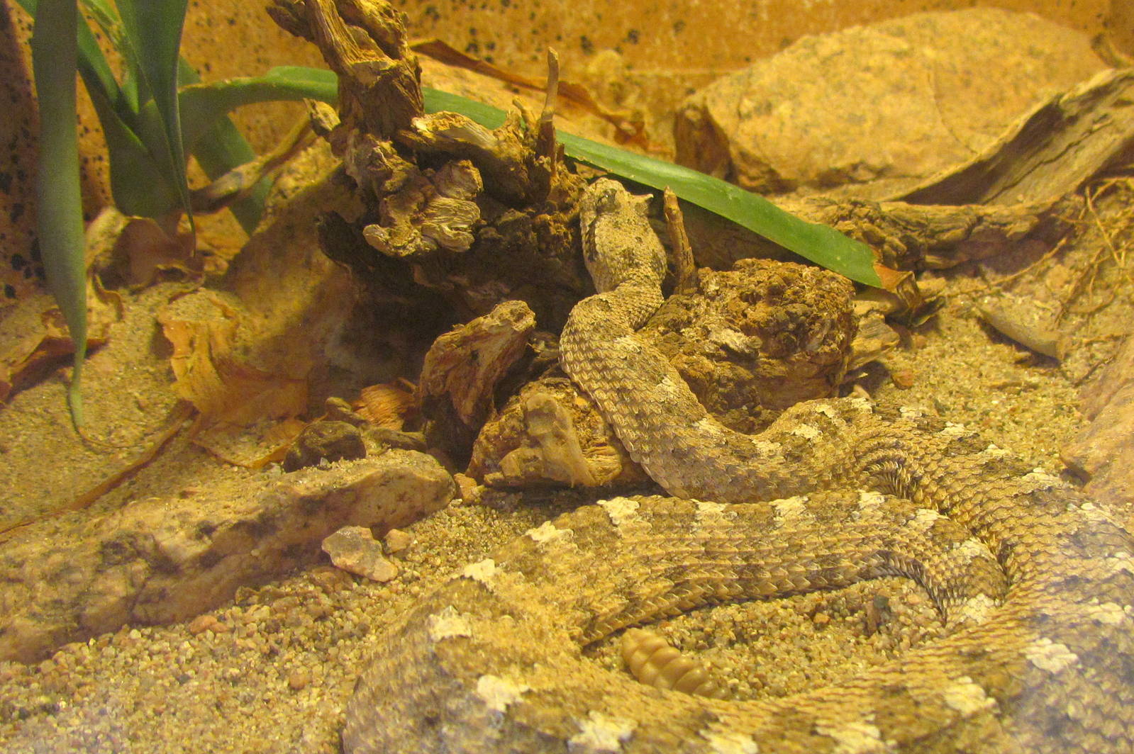 Arizona Trail - Deserts of the World