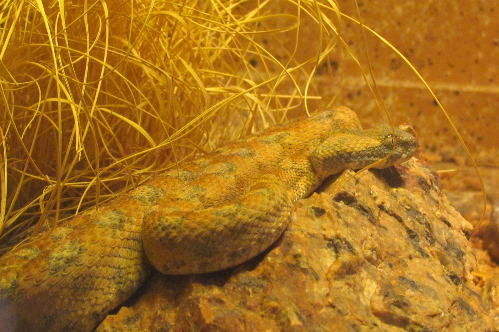 Arizona Trail - Deserts of the World