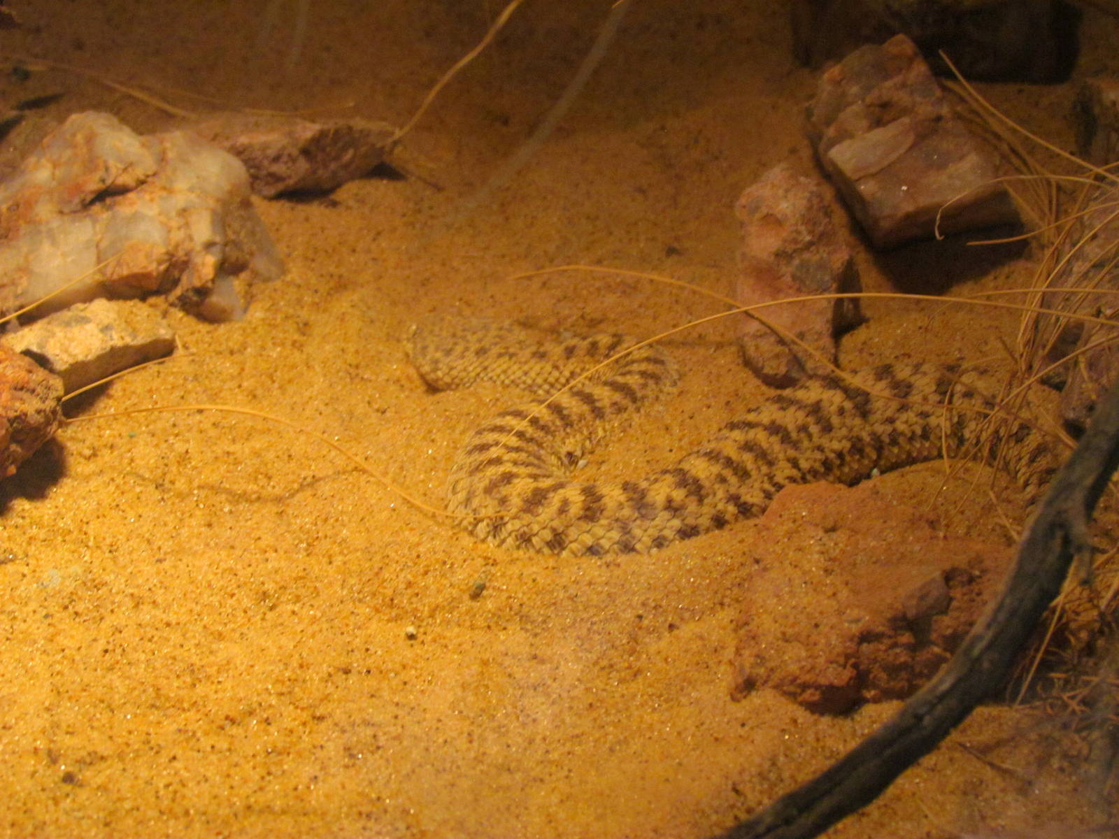 Arizona Trail - Deserts of the World